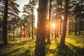 Évolutions du Groupement Forestier d’Investissement (GFI) Amundi Investissement Forestier