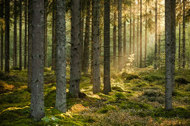 Forêt